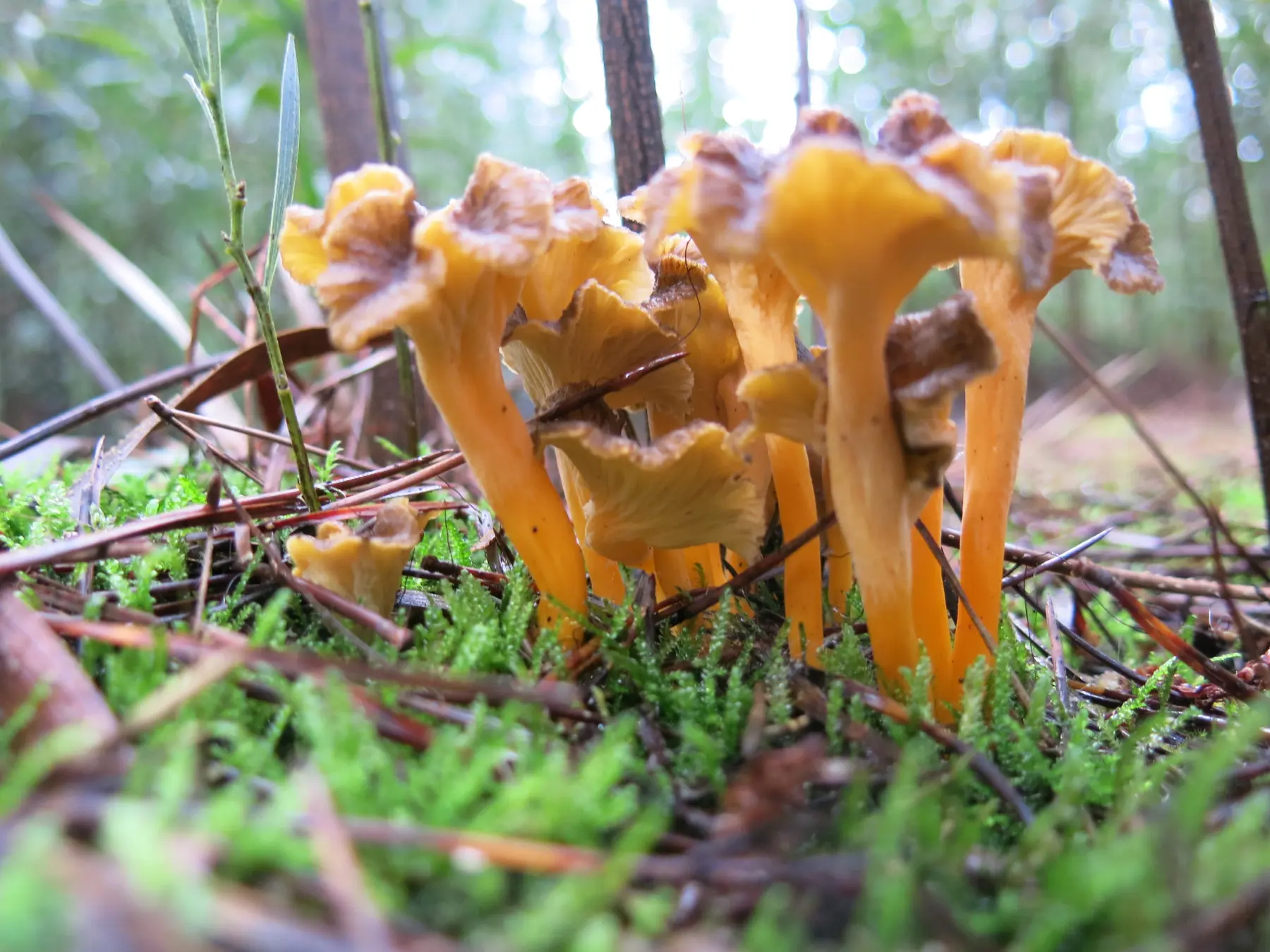 Craterellus lutescens no bosque