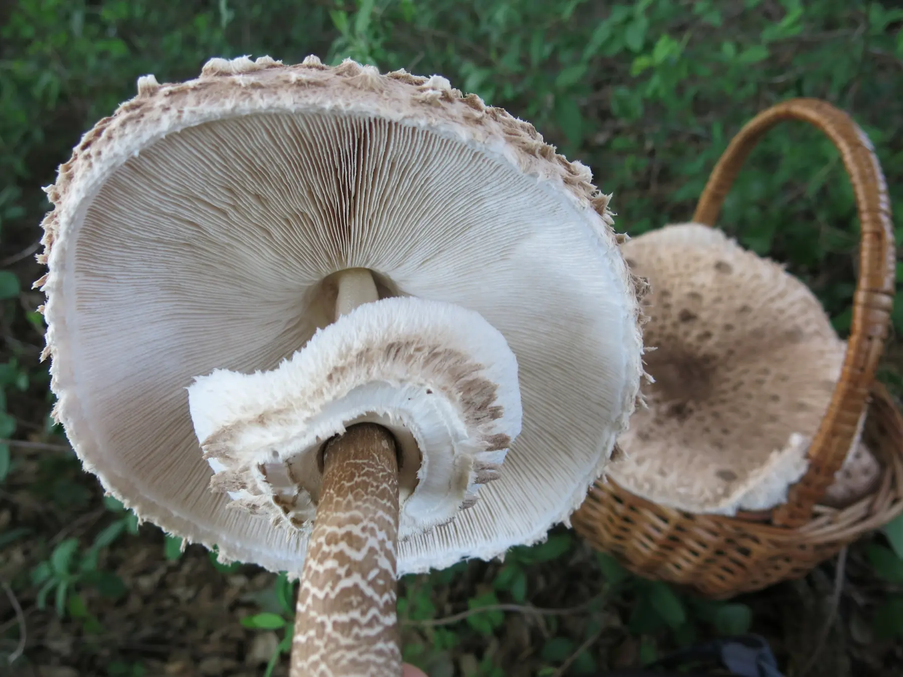 Macrolepiota procera vista de baixo
