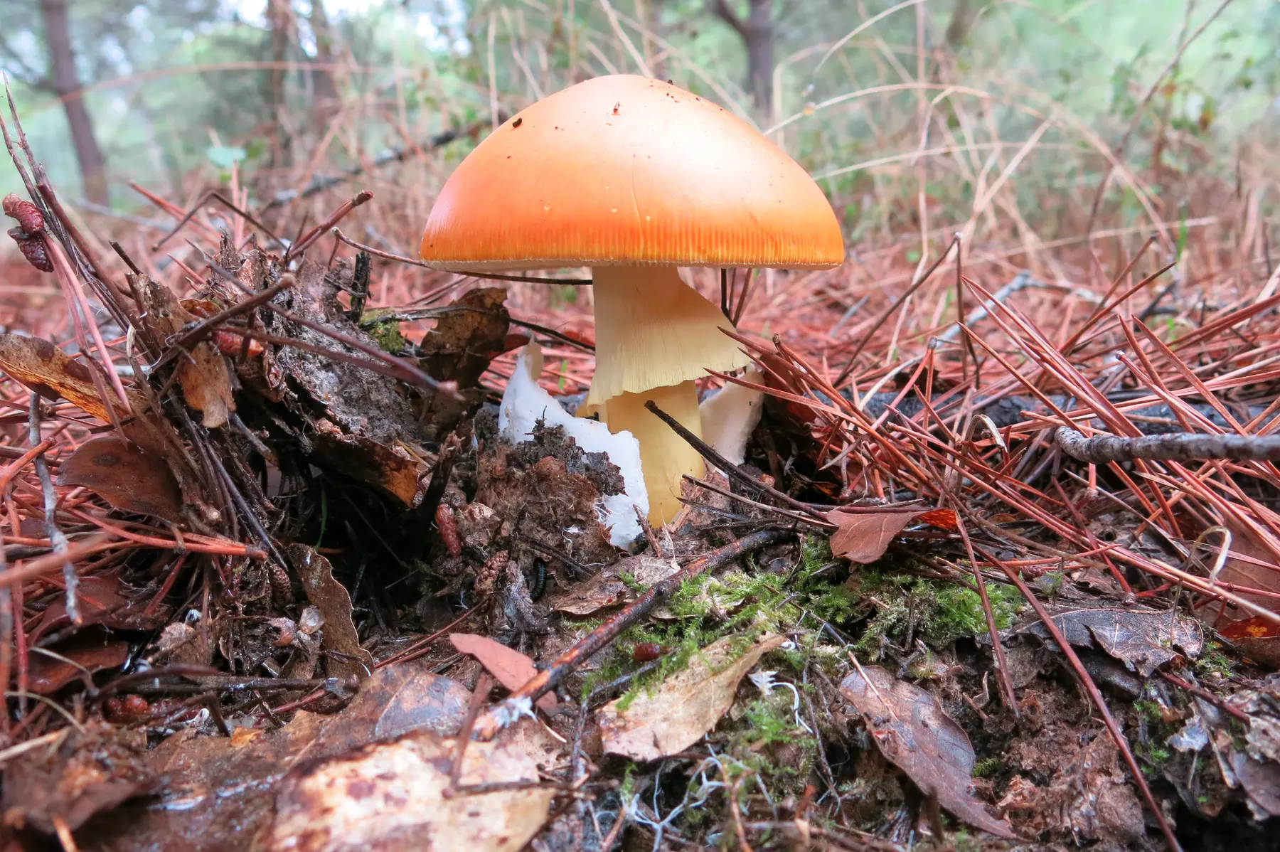Amanita caesarea no bosque