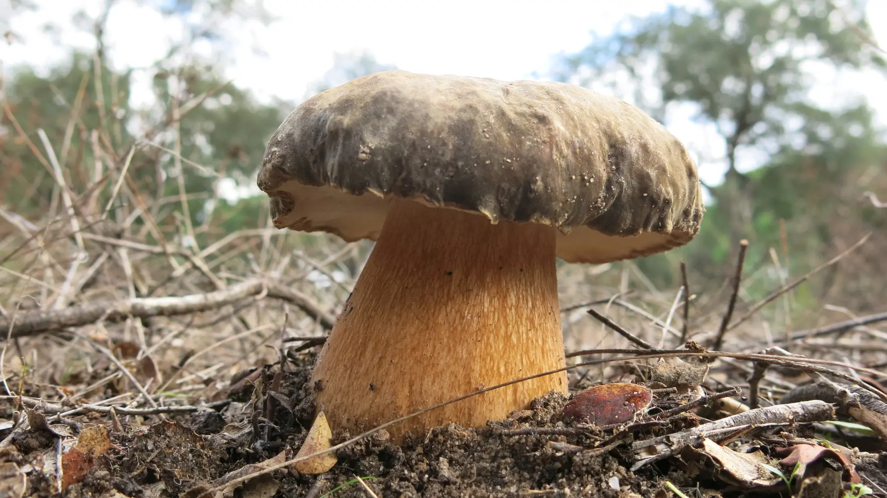 Boletus aereus no bosque