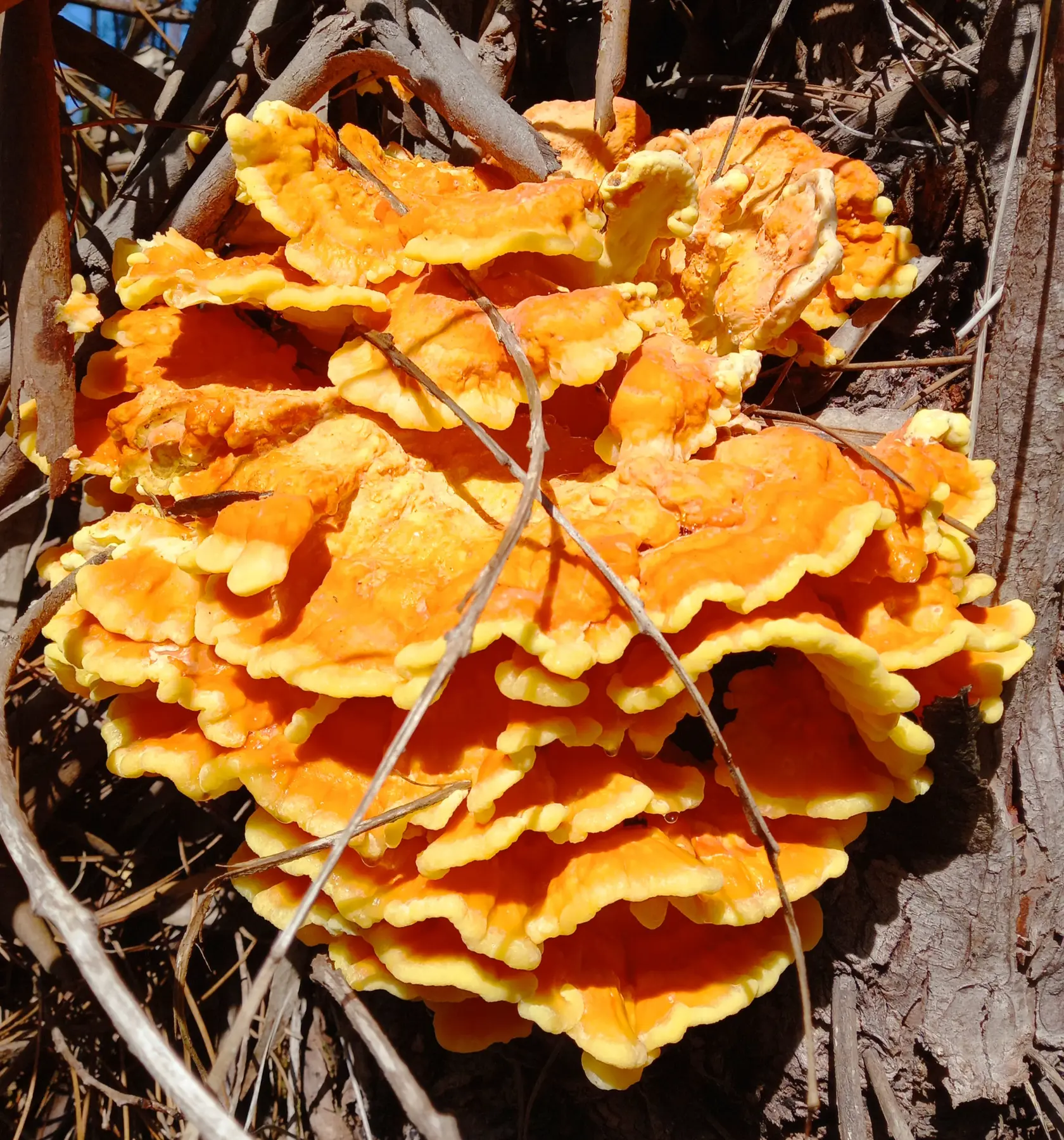 The Chicken of the Woods num tronco