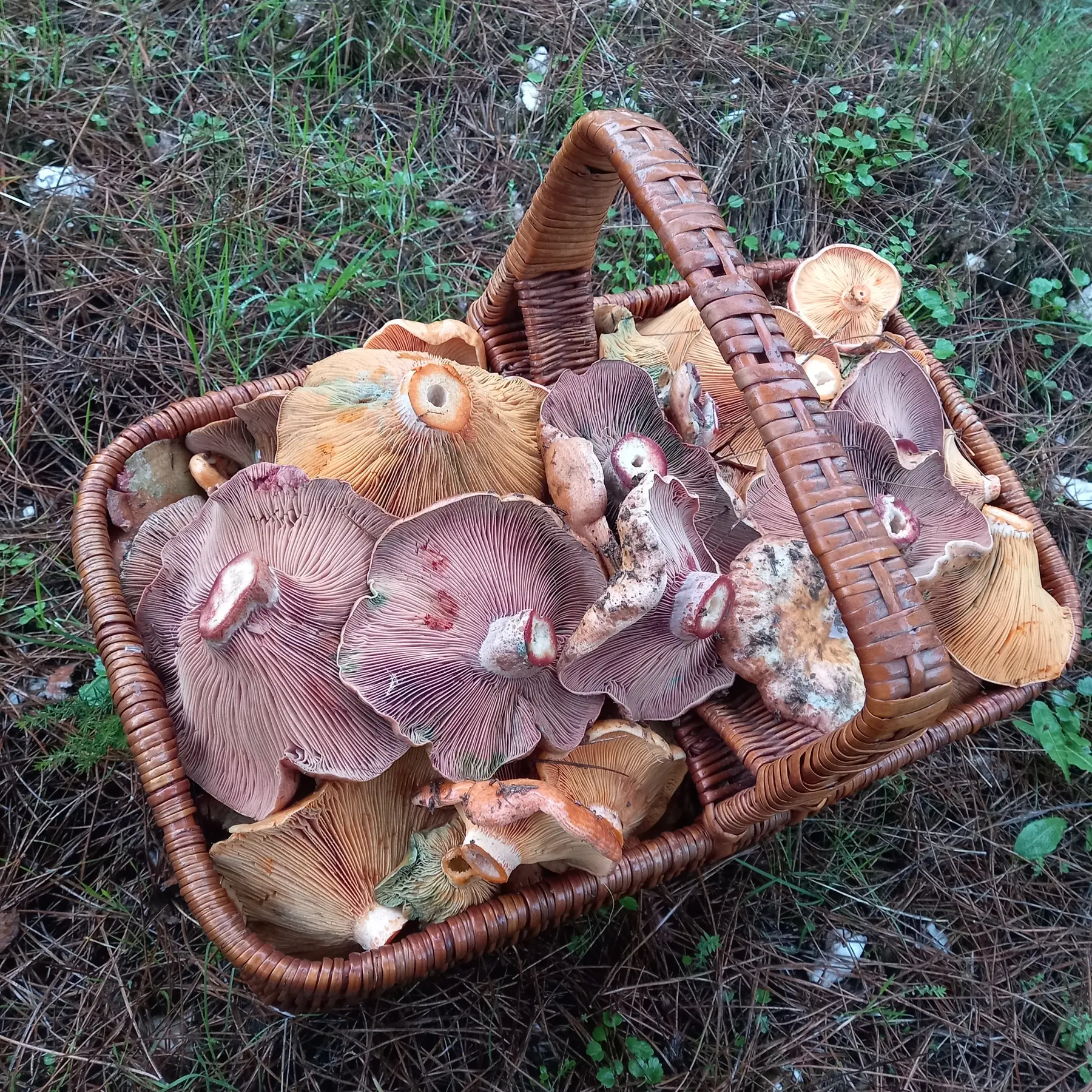Cesto cheio de Lactarius